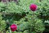 dsc_0357_t1.jpg