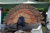 dsc_0147_t1.jpg